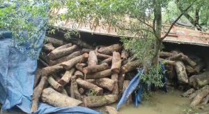 পুরুলিয়া:- নিয়ন্ত্রণ হারিয়ে রাস্তার পাশে উল্টে গেলো কাঠ বোঝাই ট্রাক,ঘটনায় চাঞ্চল্য। শনিবার আনুমানিক বেলা ২ টা নাগাদ দুর্ঘটনাটি ঘটে পুঞ্চা থানার বাগদা অঞ্চলের কাঁটাগোড়া গ্রামের অদূরে রাঙামেট্যা গ্রাম সংলগ্ন এলাকায়। জানা যায়, একটি কাঠ বোঝাই ট্রাক লালপুর খাতড়া যাওয়ার রাস্তায় নিয়ন্ত্রণ হারিয়ে উল্টে যায়।তবে এই দুর্ঘটনায় কোনো হতাহতের খবর নেই। পরবর্তীকালে পুঞ্চা থানার পুলিশ খবর পেয়ে ঘটনাস্থলে পৌঁছায় এবং পরিস্থিতির সামাল দেয়।